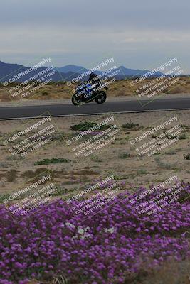 media/Jan-14-2023-SoCal Trackdays (Sat) [[497694156f]]/Turn 14 Exit Bloomig (145pm)/